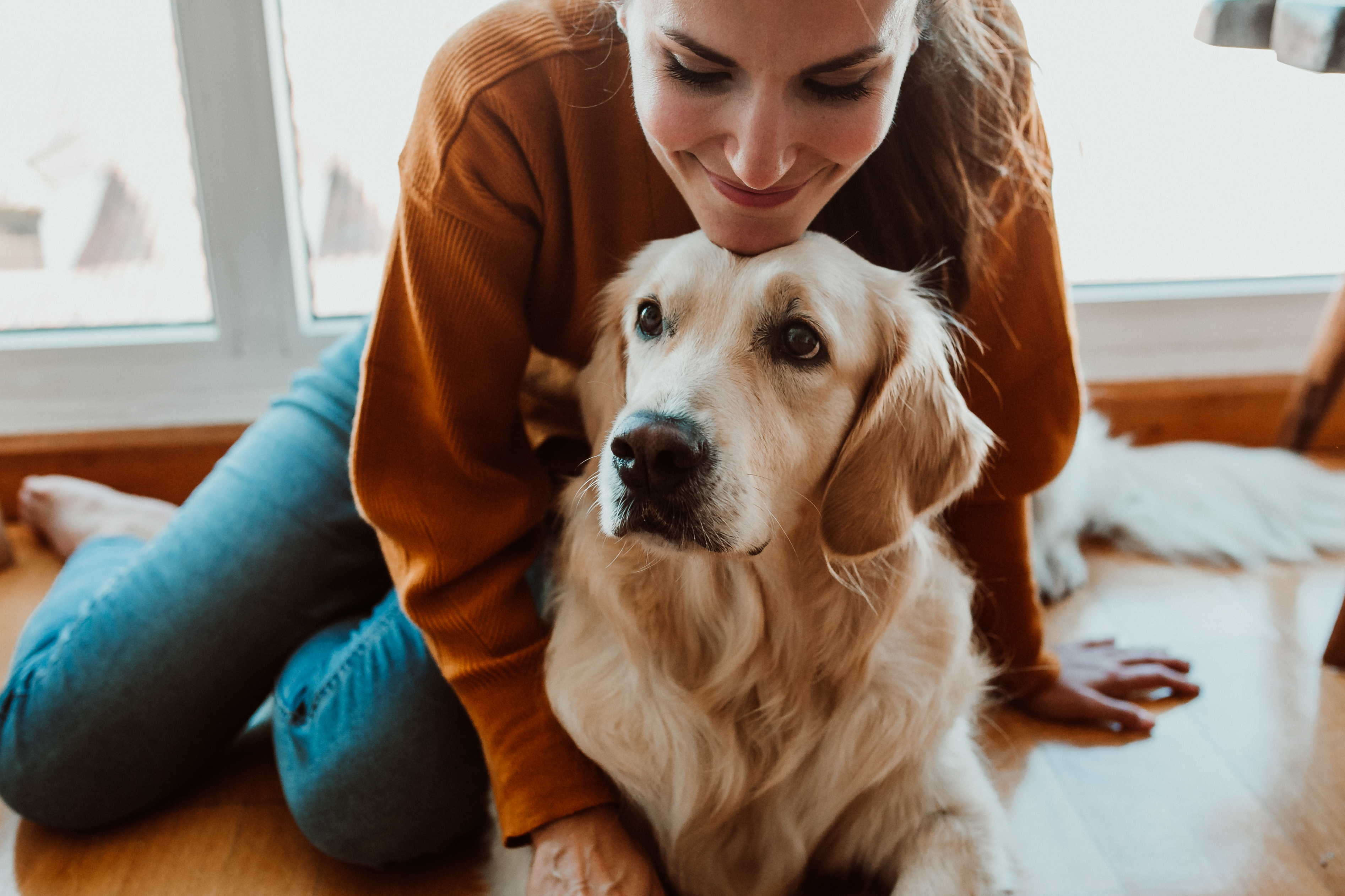 Medium sized sales therapy dogs