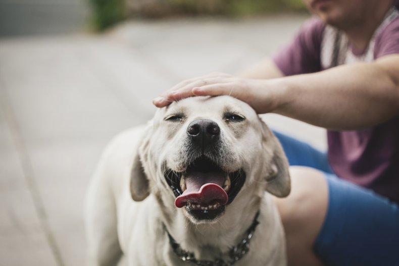 Labrador Retriever
