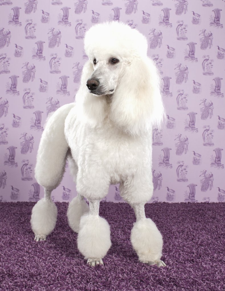 Standard Poodle 