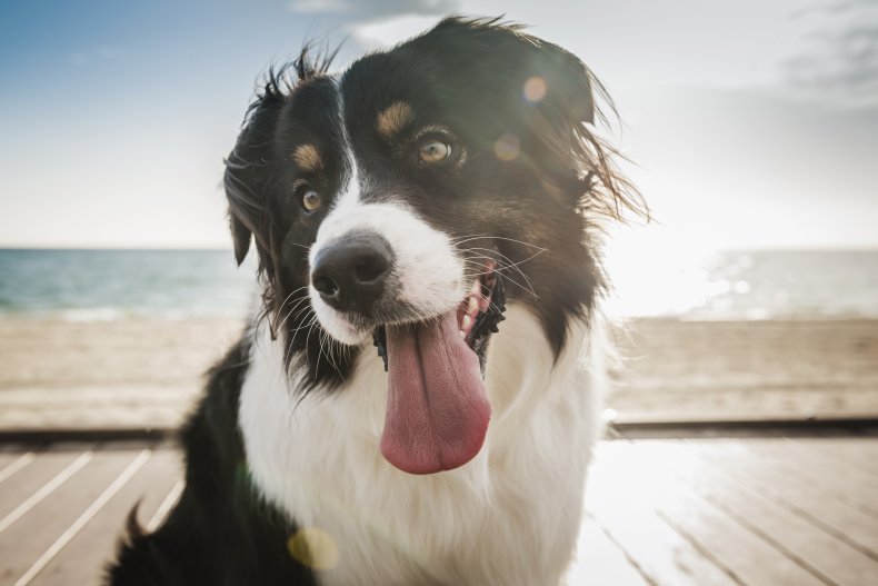 Border Collie