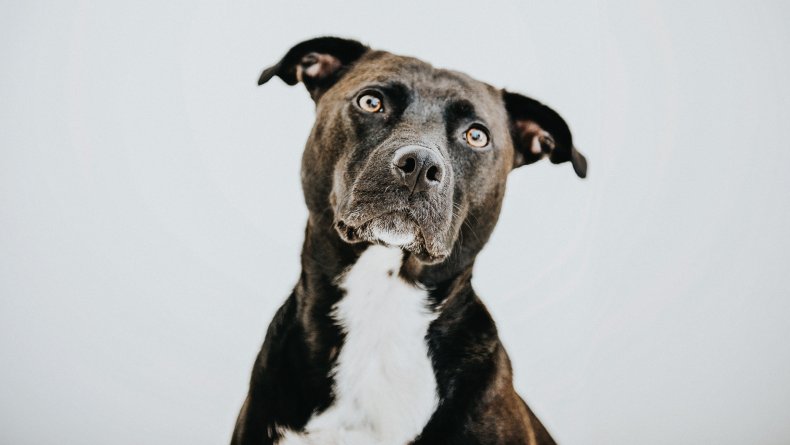 Staffordshire Bull Terrier