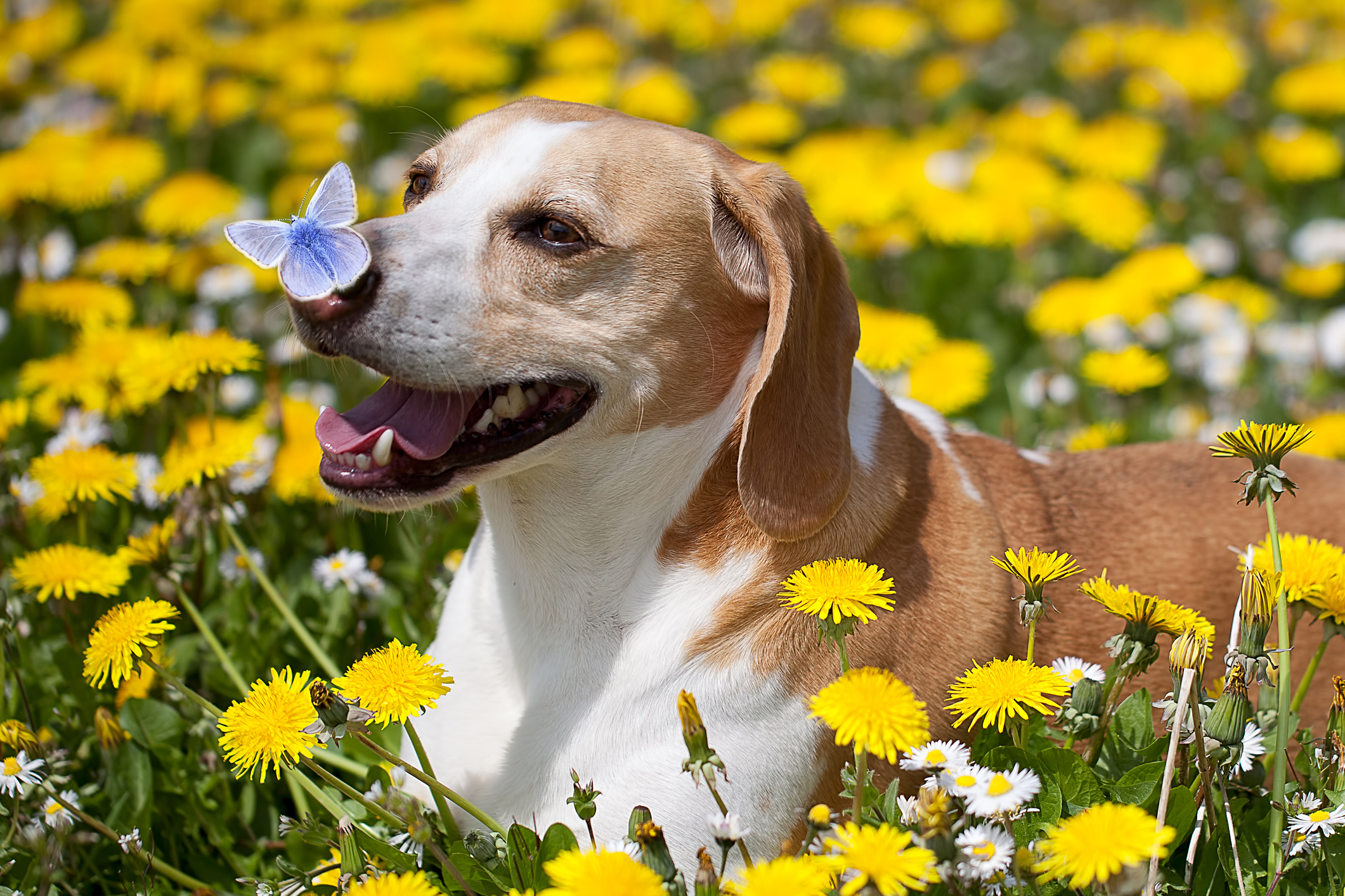 The Best Therapy Dogs, According To Experts