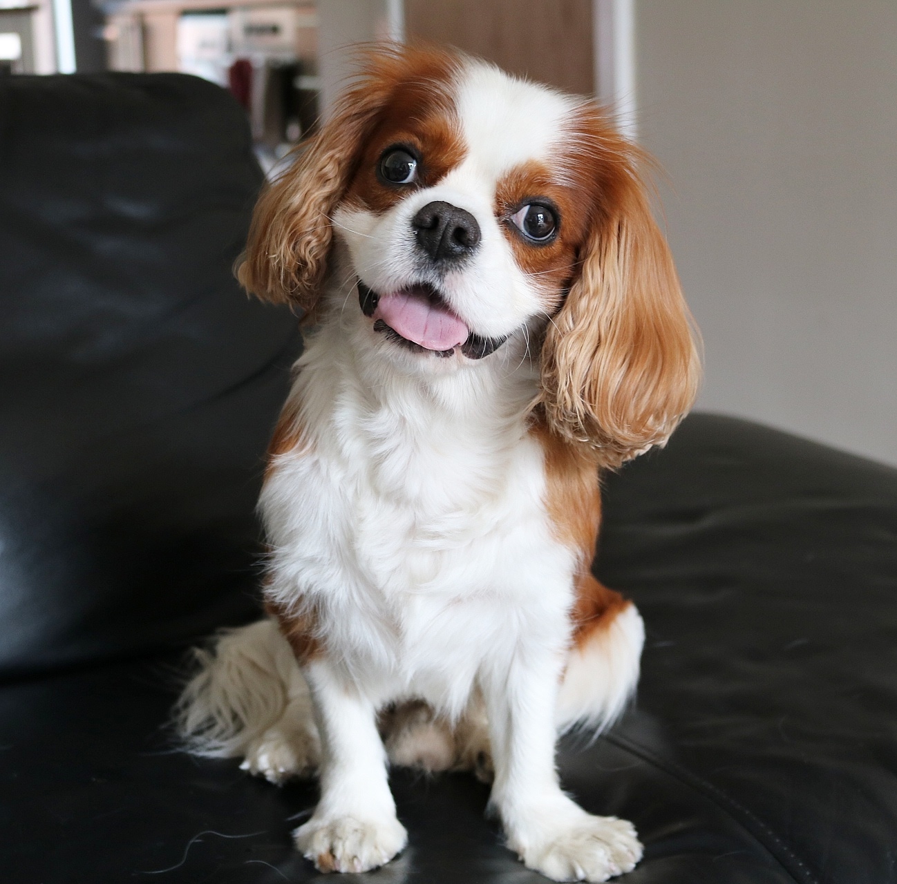 best small dog breeds for therapy dogs