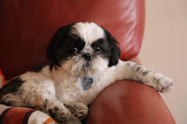 Shih Tzu
