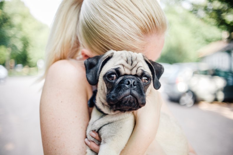 Pug