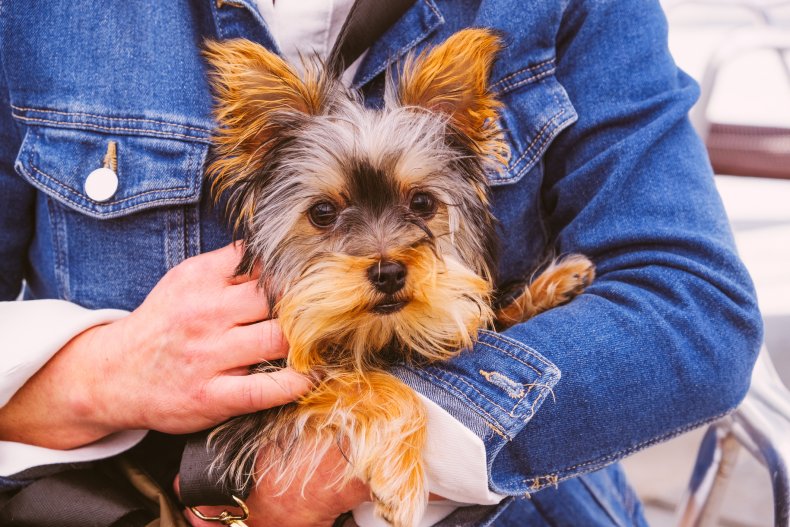 Yorkshire Terrier