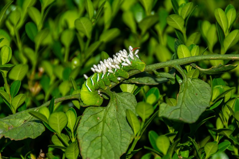 Hornworm