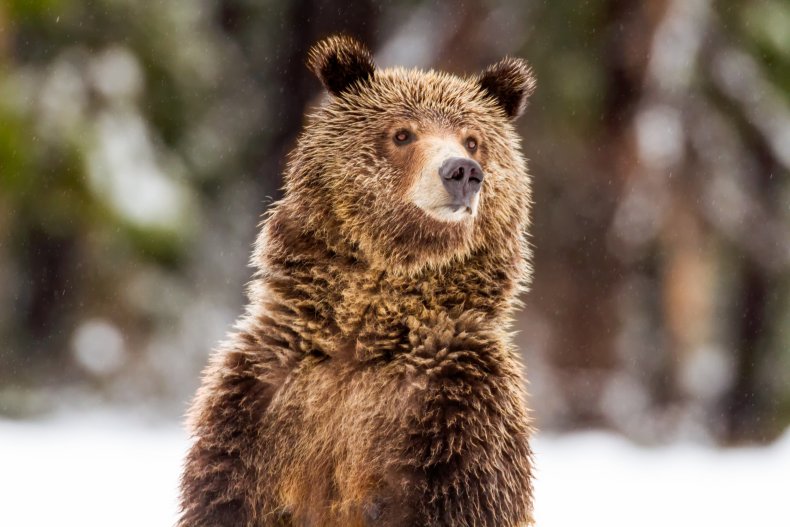 Brown bear