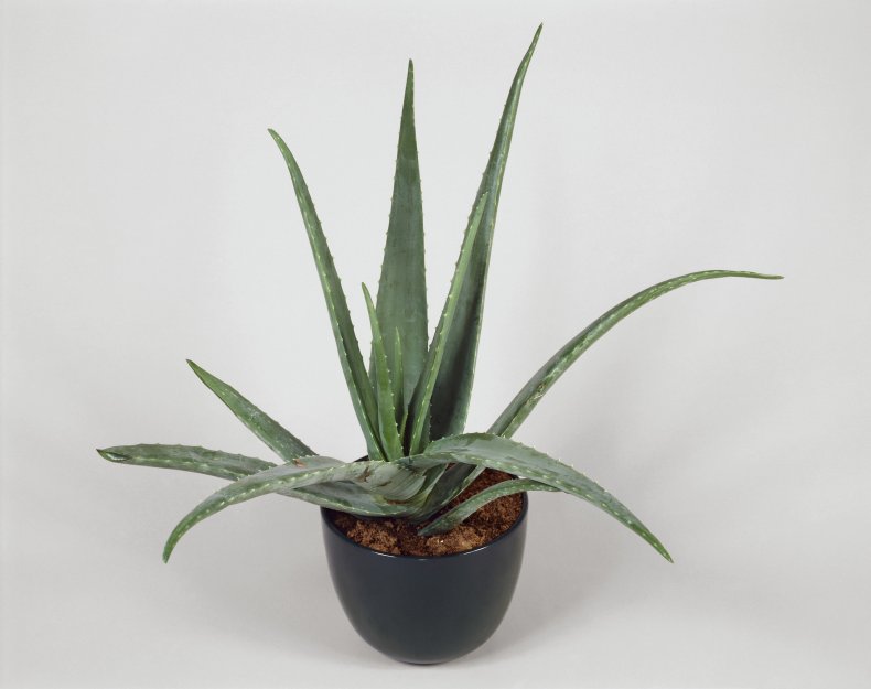 Aloe vera plant