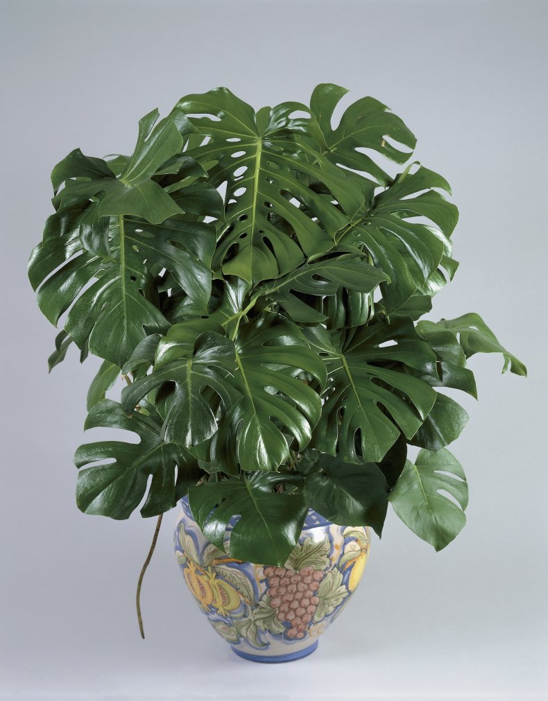 Philodendron plant