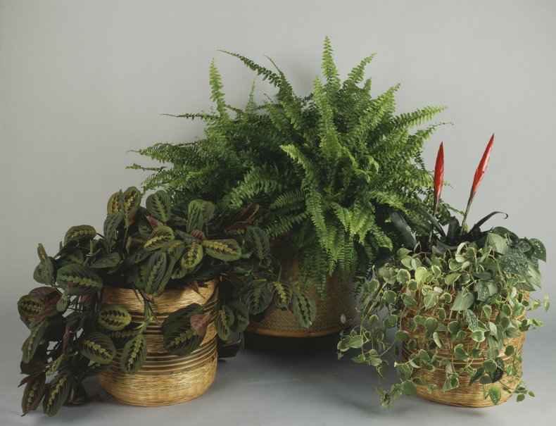Houseplants in pots