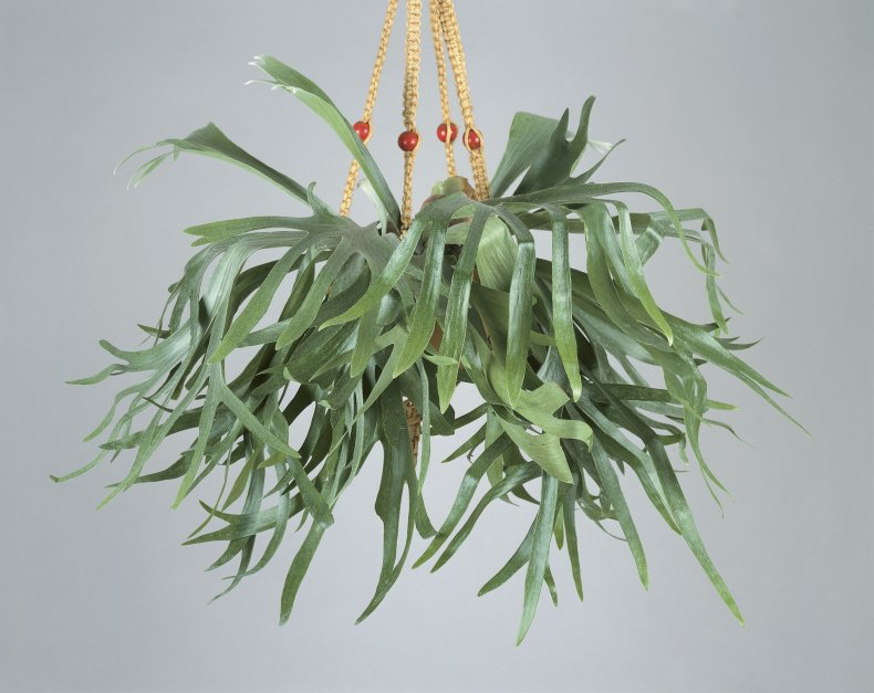 Elkhorn fern plant