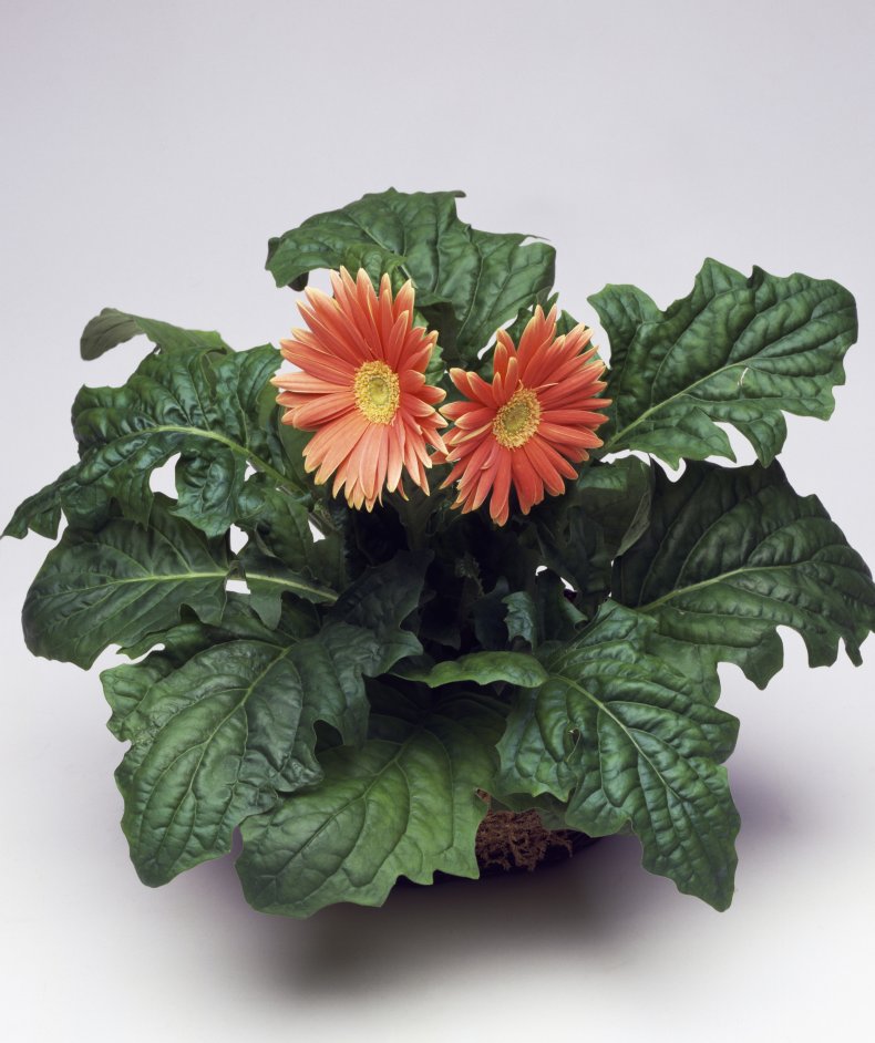 Barberton daisy