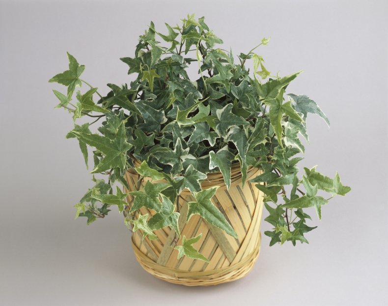 English Ivy