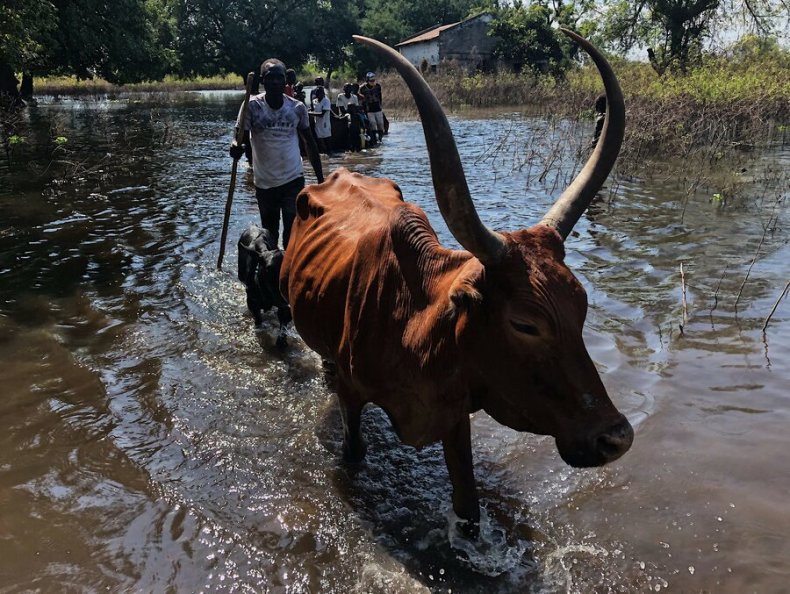 A man drives cattle