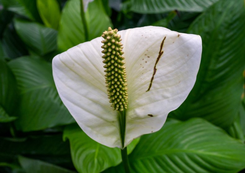 Peace Lily