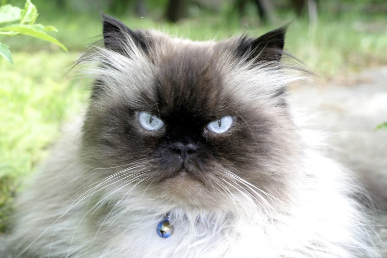 Himalayan cat 