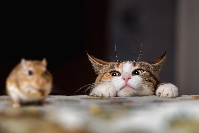 A cat looking at a rodent