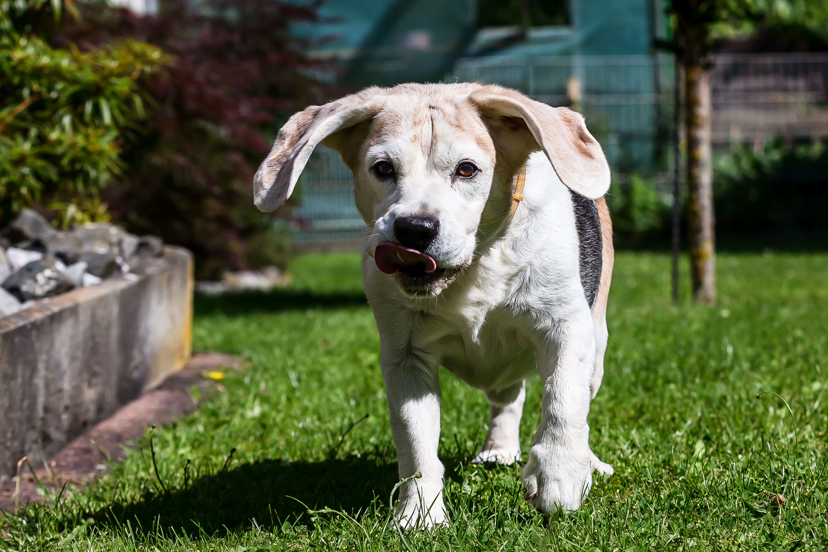 are elephant ear plants toxic to dogs