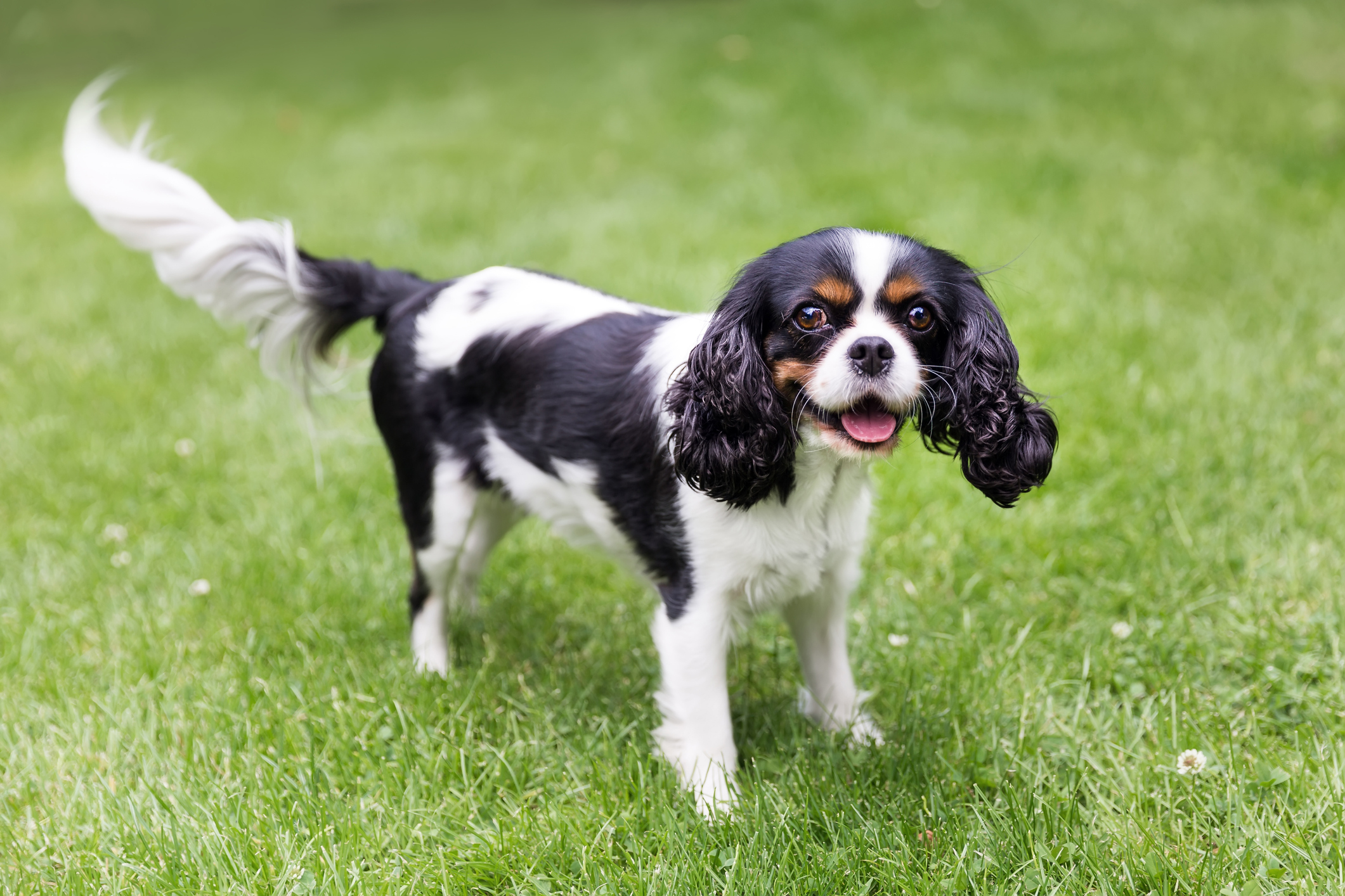 Small spaniel hot sale breeds