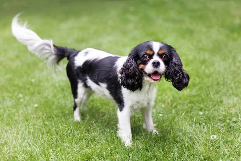 Cavalier King Charles Spaniel 