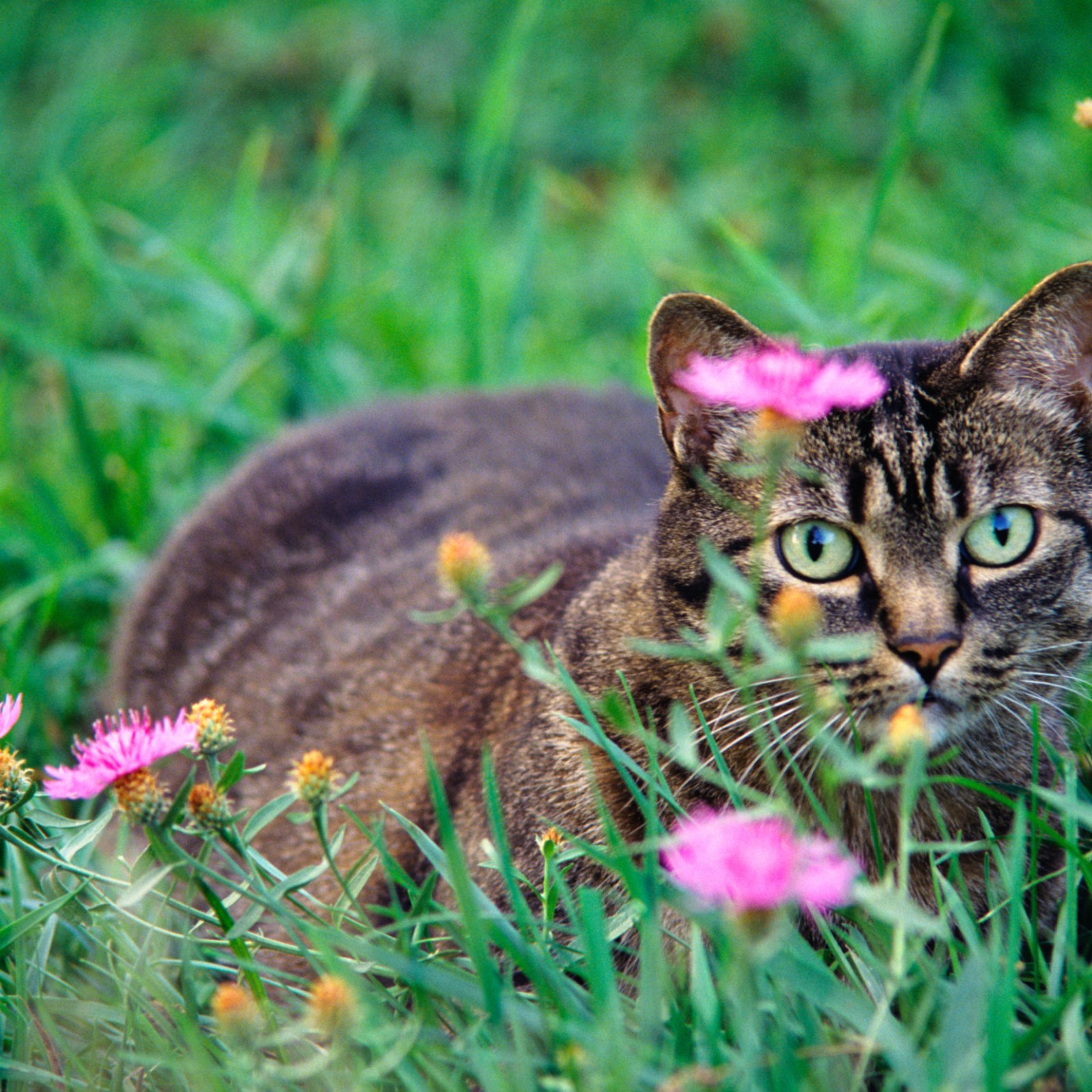 Poisonous Plants For Cats Petmd