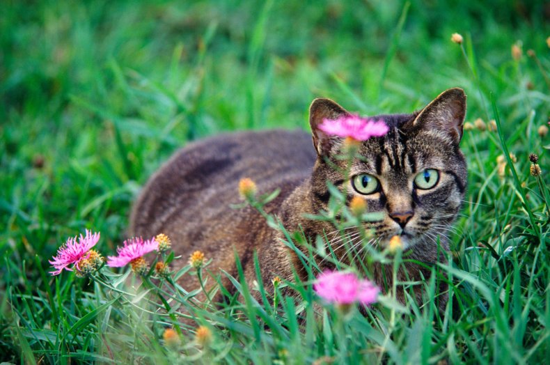 cat in grass