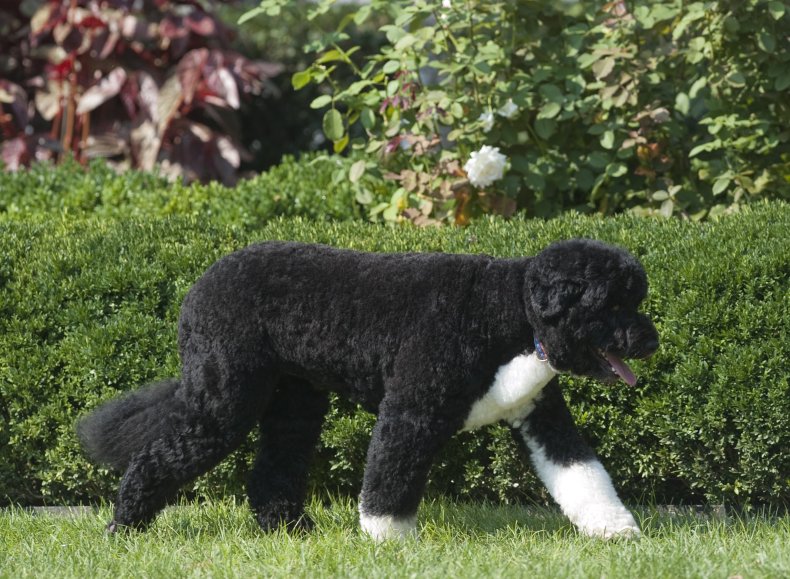 What plants are toxic to dogs? Flowers to avoid indoors and in the garden for your pet 10 Obama's dog Bo Rose Garden