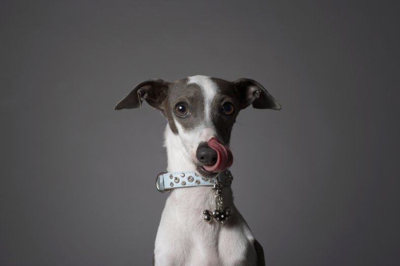 Italian Greyhound 