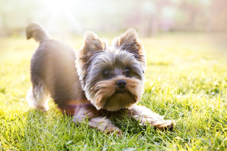 Yorkshire Terrier 