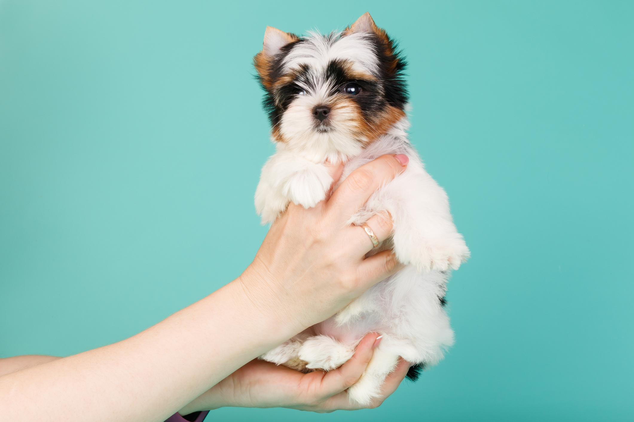 puppy food with chicken