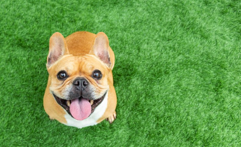 French bulldog