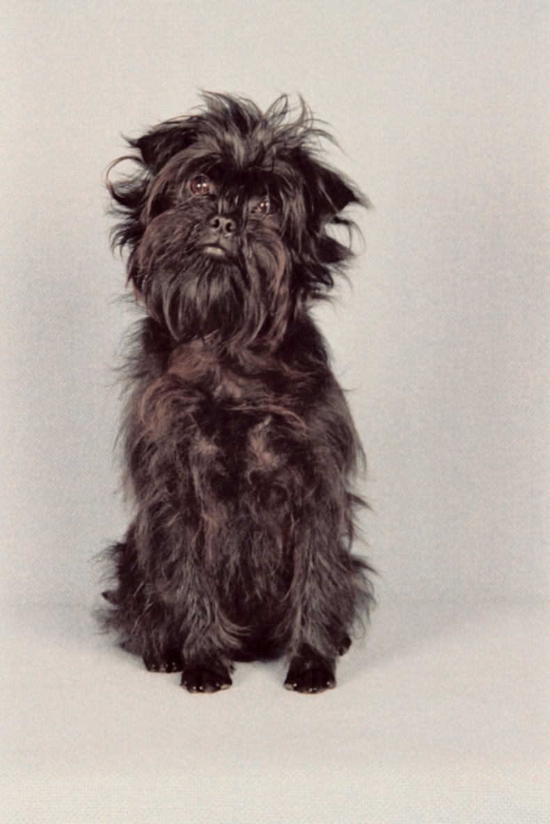 Affenpinscher