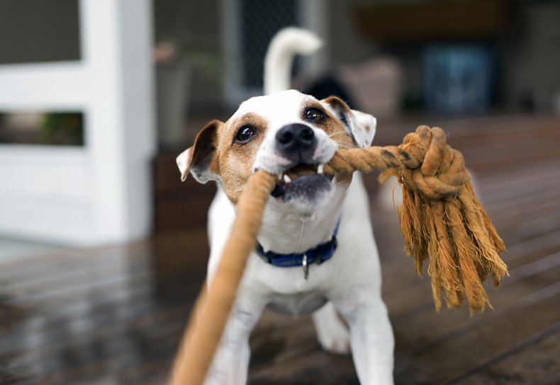 Toy Fox Terrier
