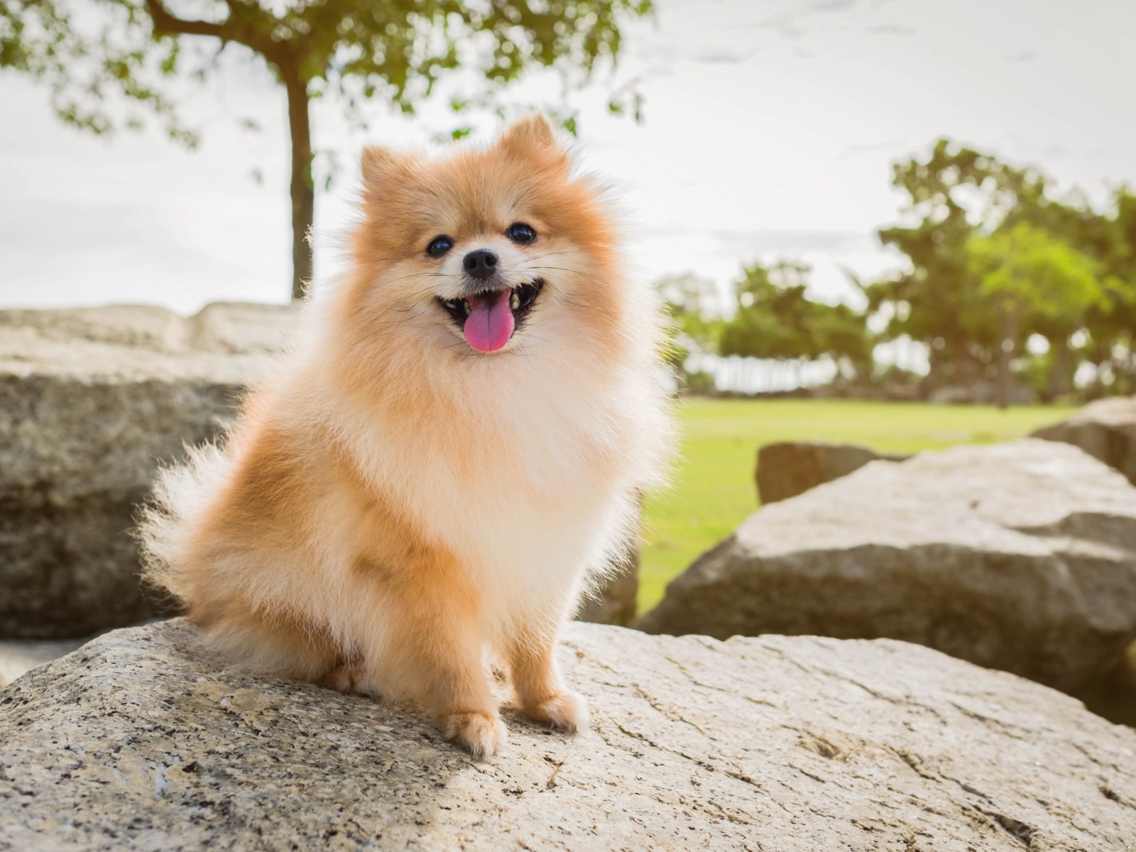 Pomeranian Dog S Angry Glare In Shower Leaves Internet In Stitches Pomeranian Dog S Angry Glare In Shower Leaves Internet In Stitches