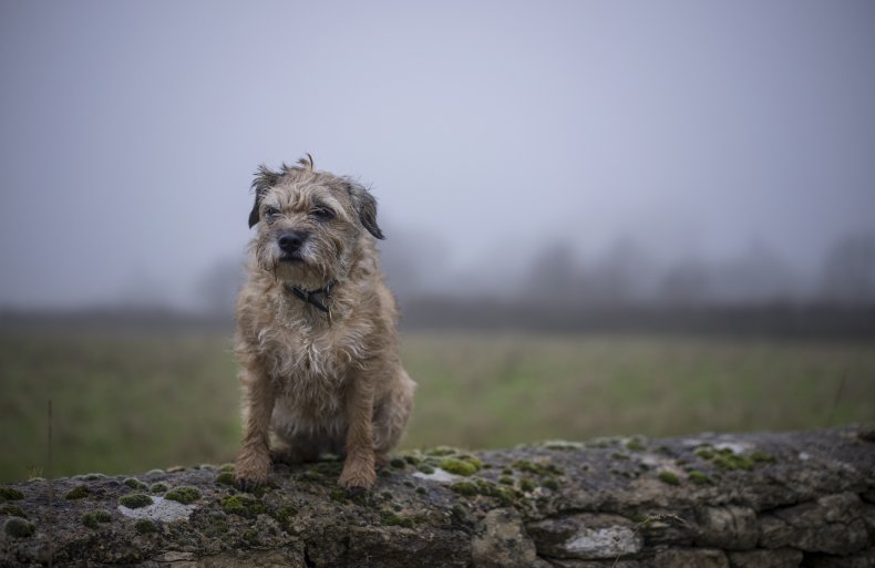 Border Terrier 