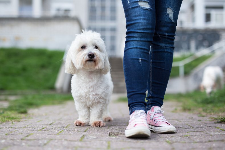 Coton De Tulear