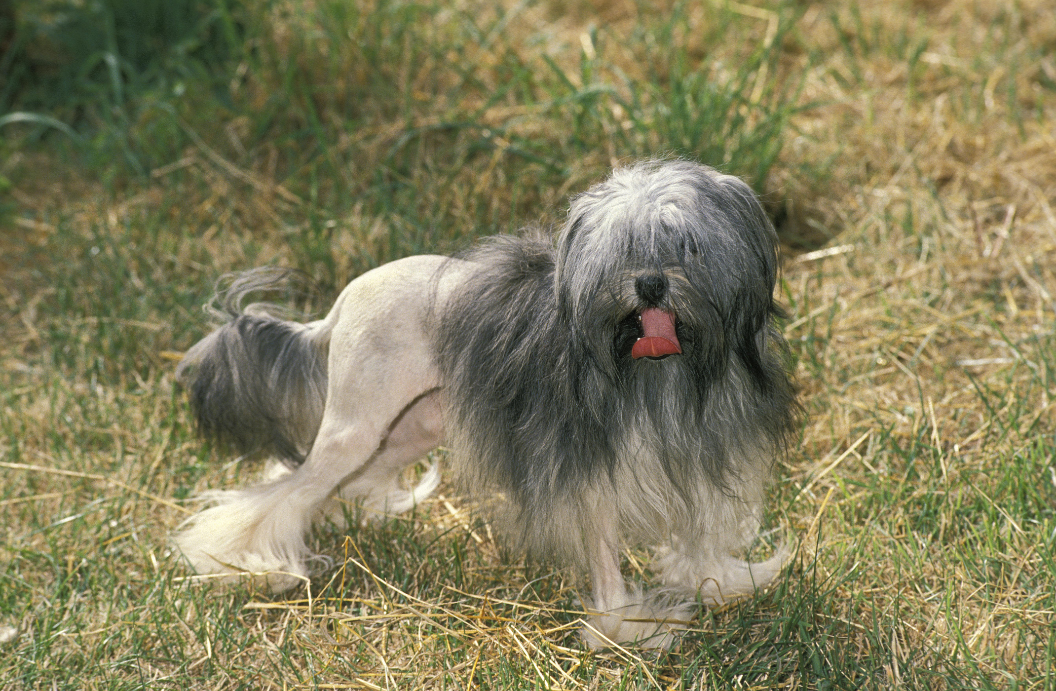 Affectionate dog breeds sales small