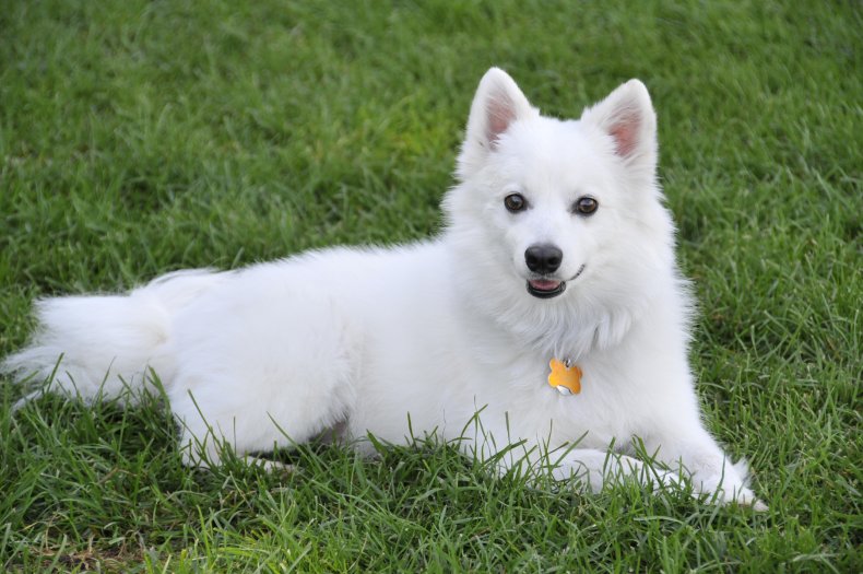 American Eskimo Dog