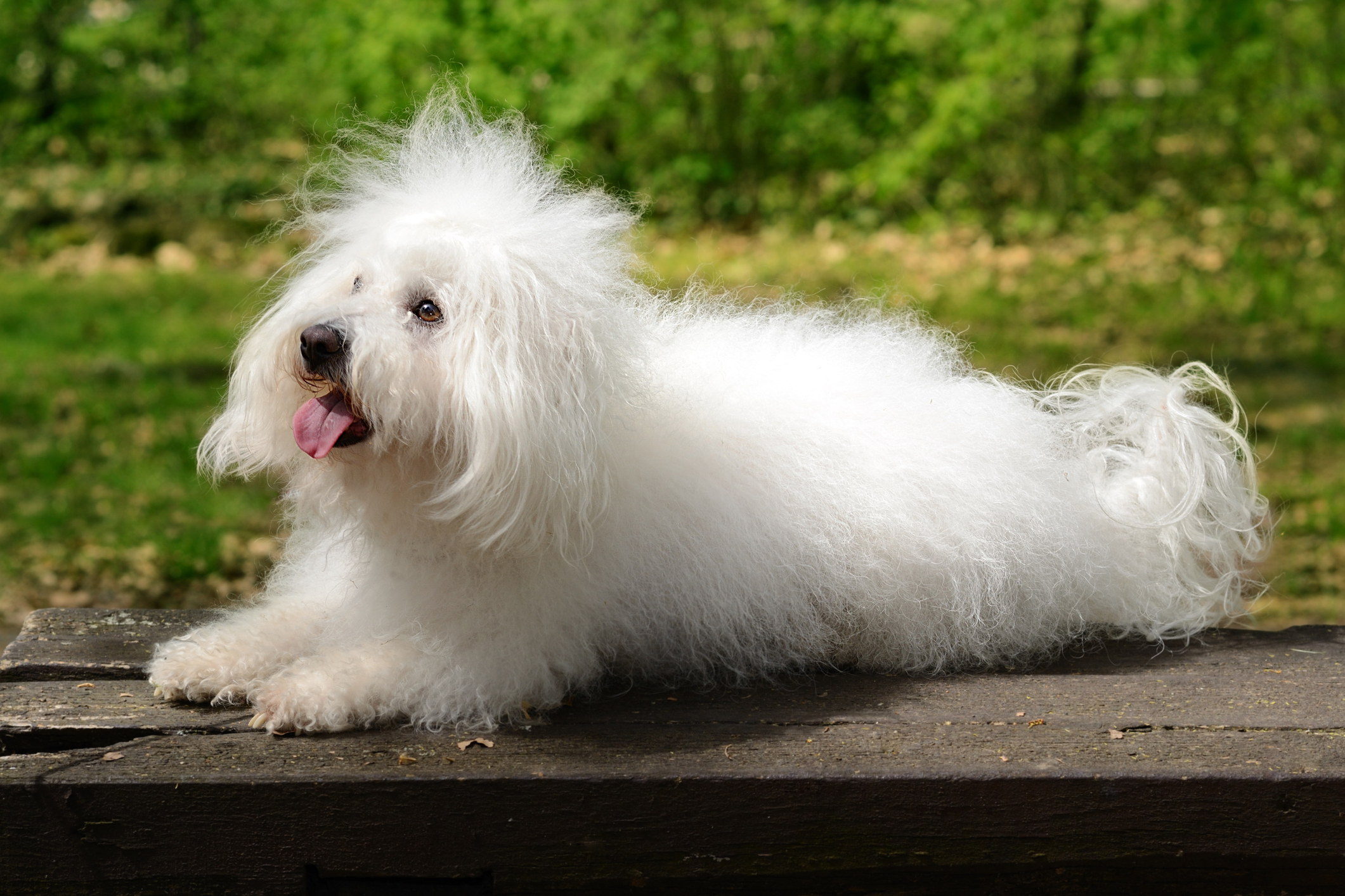 Small affectionate dog sales breeds