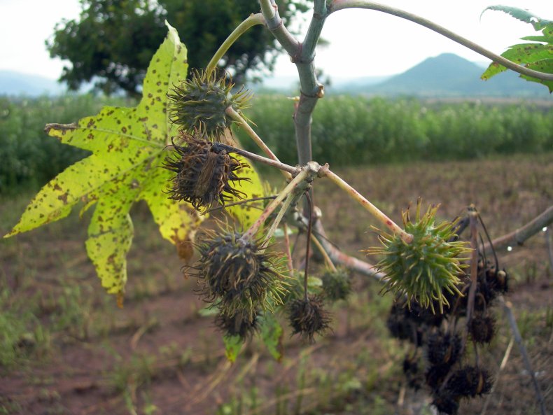 castor bean