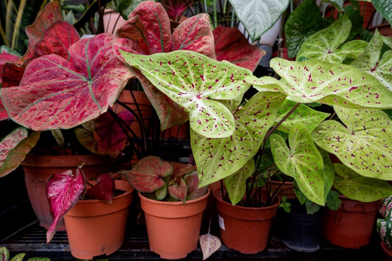What plants are toxic to dogs? Flowers to avoid indoors and in the garden for your pet 8 elephant ear plant