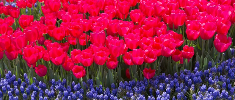 Tulips and hyacinths