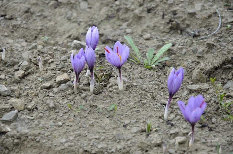 saffron flower crocus sativus