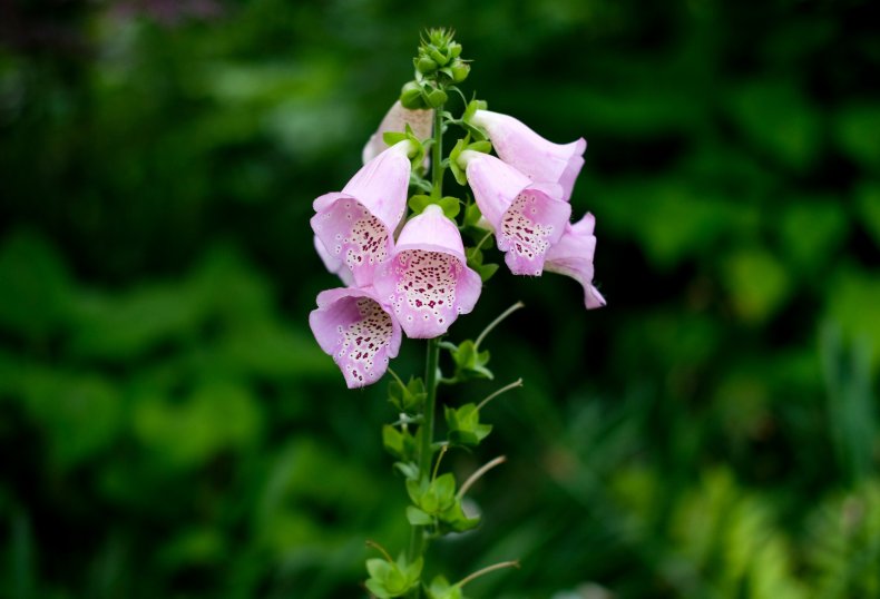 Foxglove flower