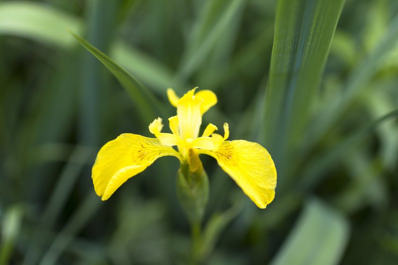 Iris Flower