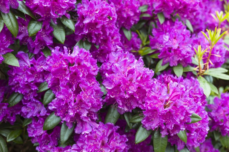 rhododendrons