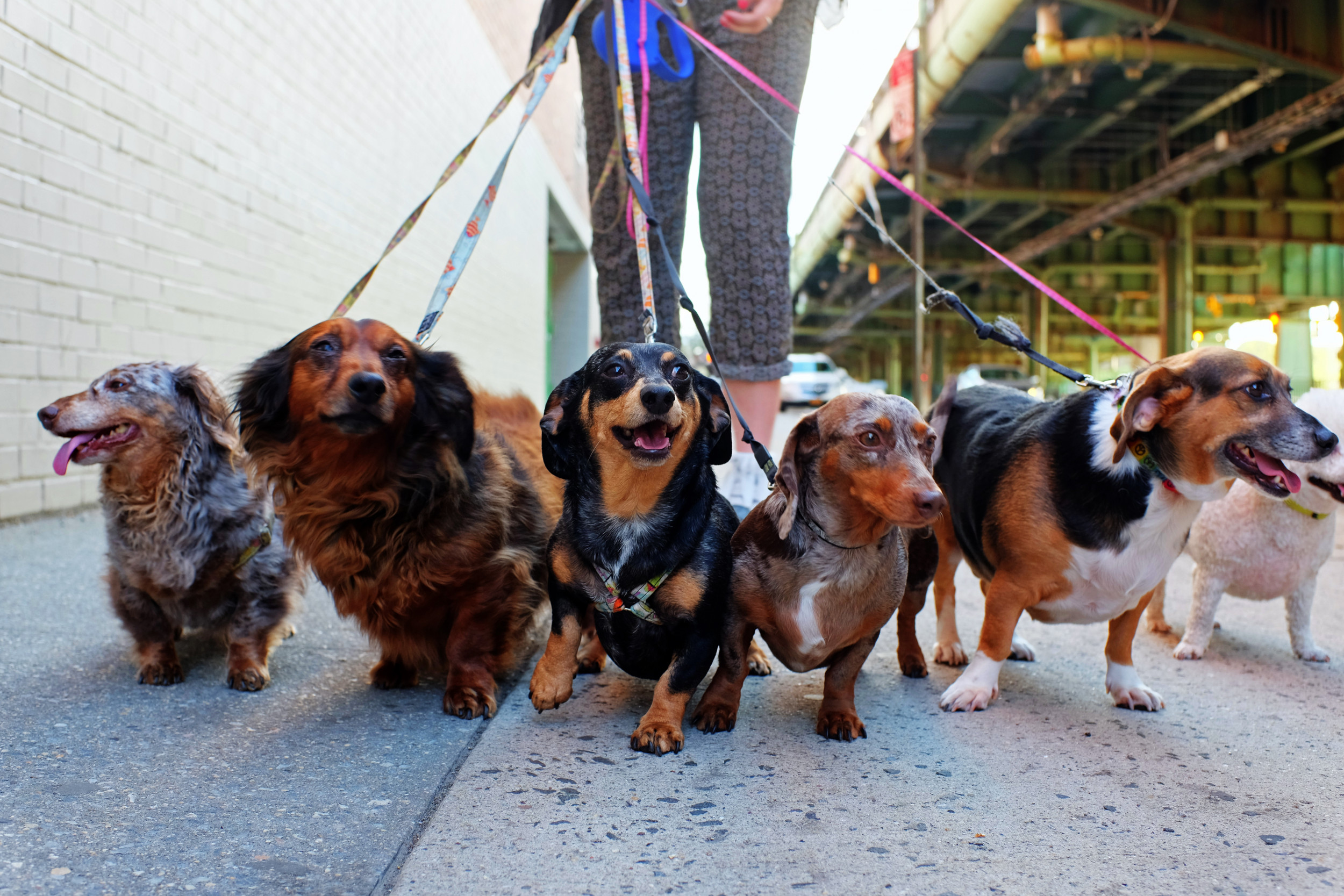 Dachshunds Play In Paddling Pool For Hot Dog Summer In Adorable Video