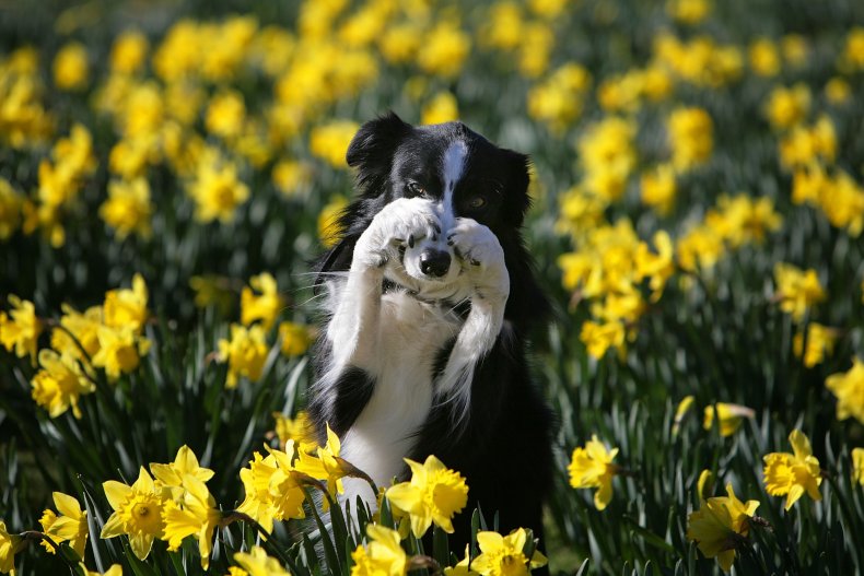 daffodils