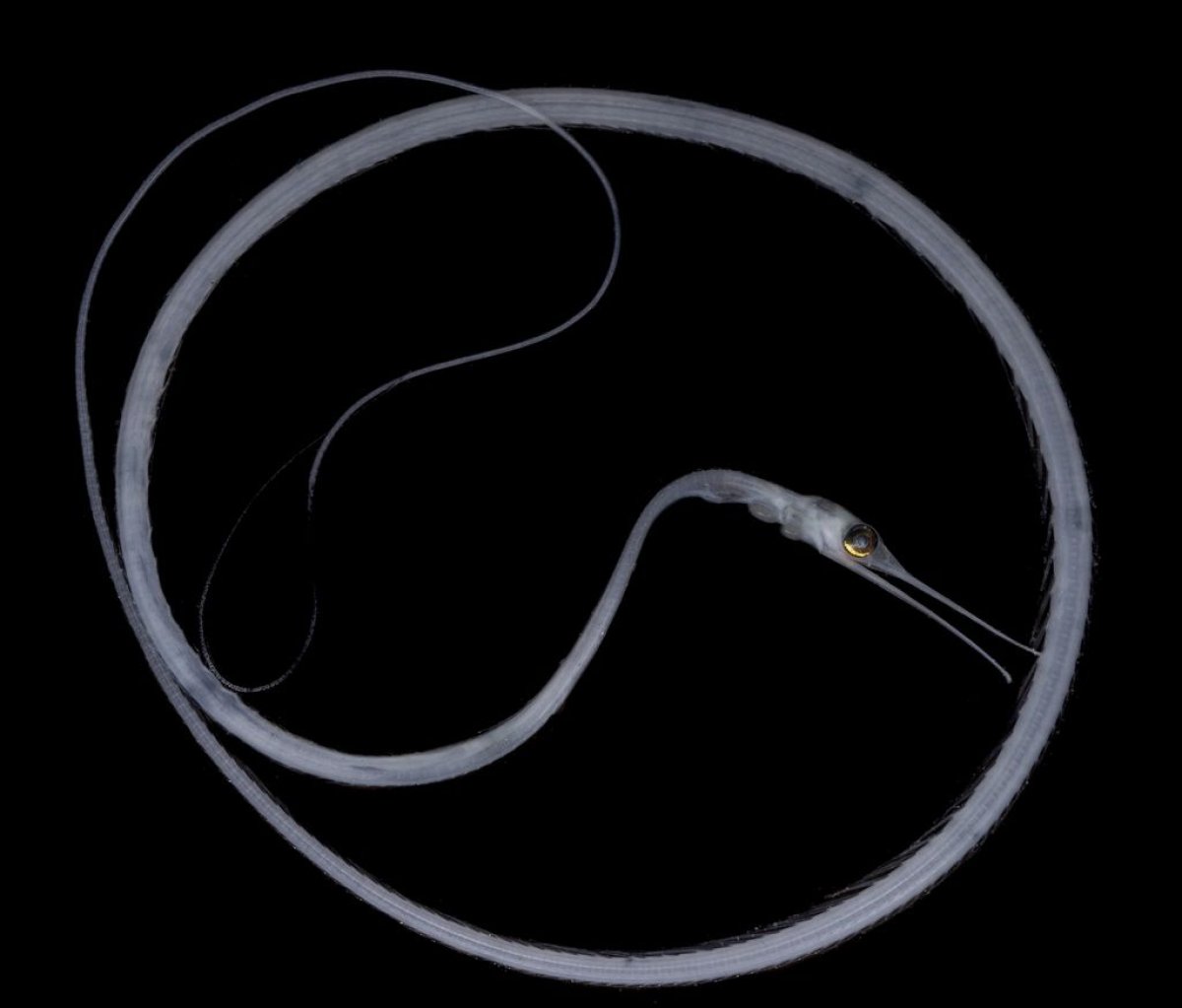 snipe eel 